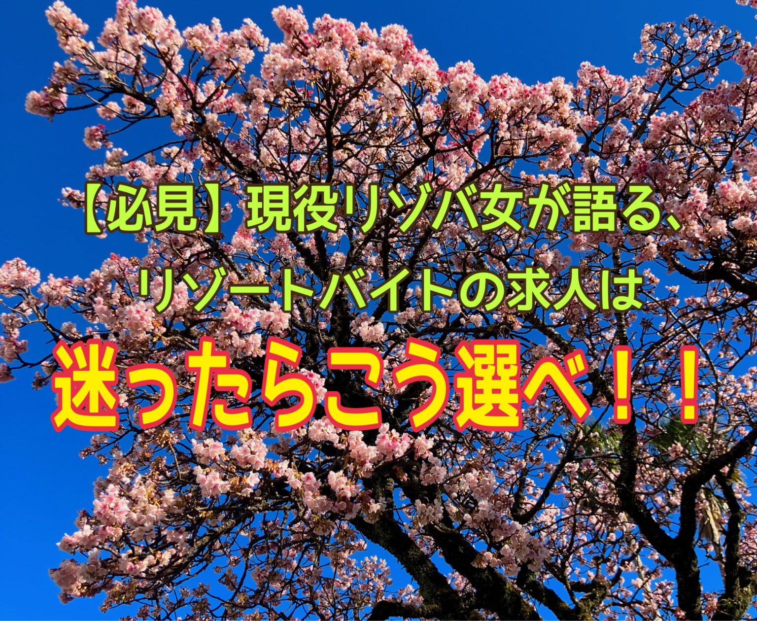 春を呼ぶ見頃の熱海桜